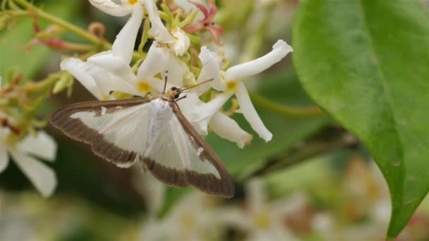 Box Tree Moth Cydalima Perspectalis Occitanie França — Vídeo de Stock