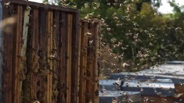 Bienen Fliegen Den Bienenstock — Stockvideo