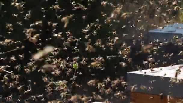 蜂が巣の周りを飛び回って — ストック動画