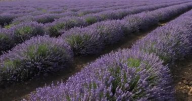 Lavanta tarlası, okült, Fransa