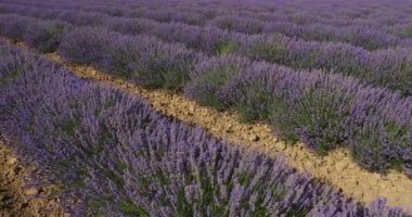 Lavanta tarlası, okült, Fransa