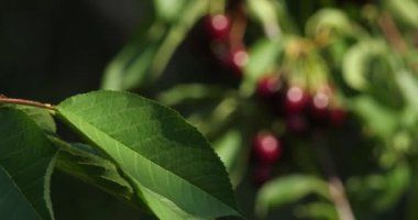 ağaçta yetişen kiraz