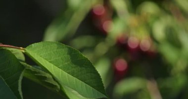 ağaçta yetişen kiraz