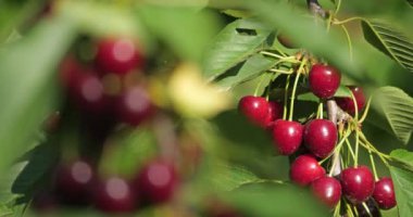 ağaçta yetişen kiraz