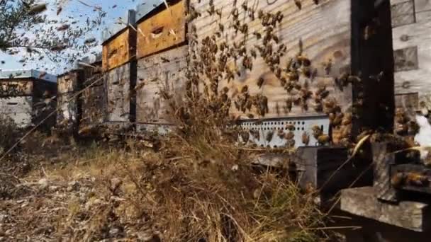 Méhek Röpködnek Kaptárban — Stock videók