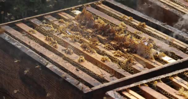 Bienen Fliegen Während Der Honigernte Den Stock — Stockvideo