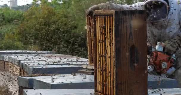 Bijen Vliegen Rond Korf Tijdens Oogst Honing — Stockvideo