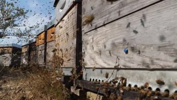 Abelhas Voando Redor Colmeia — Vídeo de Stock