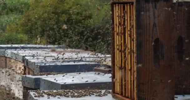 Abejas Volando Alrededor Colmena Durante Recolección Miel — Vídeo de stock