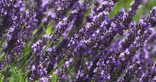 Lavendelfeld Occitanie Frankreich — Stockvideo