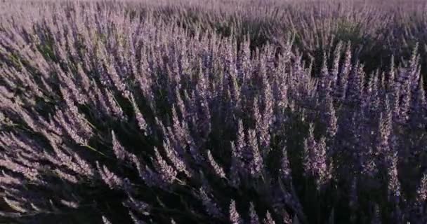 Field Lavenders Occitanie France — Stock Video