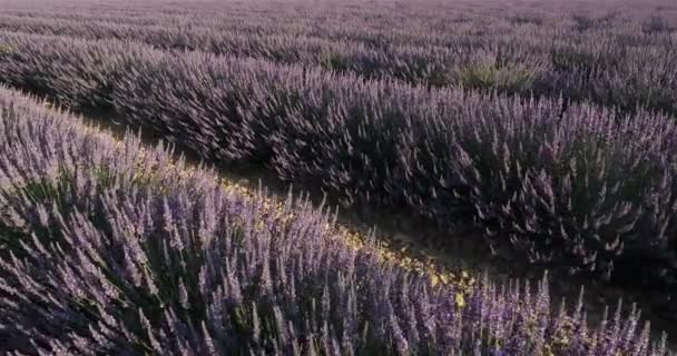 Campo Lavanda Occitanie Francia — Vídeos de Stock