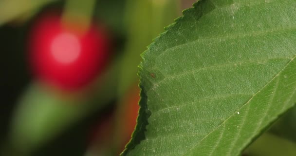 Cerises Poussant Sur Arbre — Video