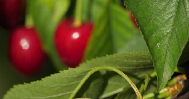 Cerises Poussant Sur Arbre — Video