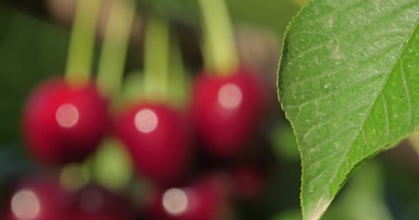 Kirschen Wachsen Auf Dem Baum — Stockvideo