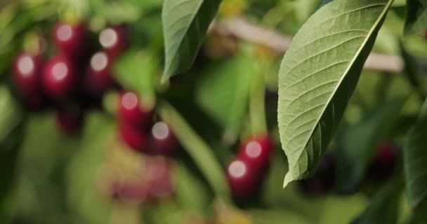 Cerises Poussant Sur Arbre — Video