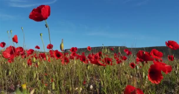 Campo Papoilas Vermelhas Occitanie França Fundo Crista Taillade Claret — Vídeo de Stock