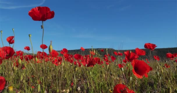 Rote Mohnfelder Okzitanien Frankreich Hintergrund Ist Das Wappen Taillade Claret — Stockvideo