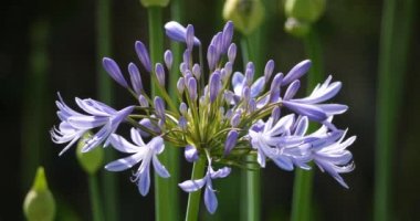 Nil zambağı olarak bilinen agapanthus.