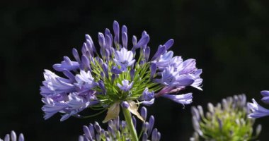Nil zambağı olarak bilinen agapanthus.