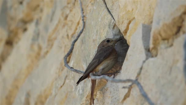 Чорний Redstart Phenicurusurosuros — стокове відео