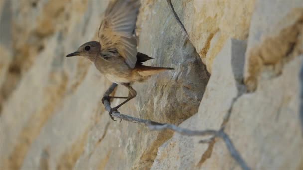 Μαύρο Redstart Phoenicurus Ochruros — Αρχείο Βίντεο