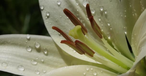 Lilium Detalles Flor — Vídeo de stock