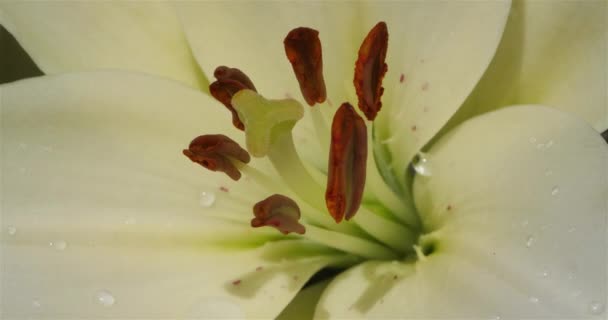 Lilium Detalles Flor — Vídeos de Stock