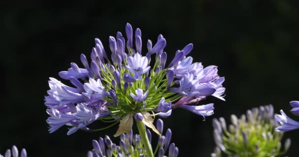 Agapanthus Commonly Known Lily Nile — Stock Video