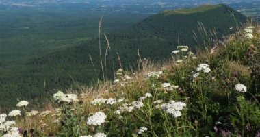 Chaine des Puys, Massif Central, Puy de Dome, Fransa. Chaine des Puys, UNESCO 'nun Dünya Mirası Bölgesi. Arka planda Puy Pariou volkanı var. Ön planda biraz yaban havucu çiçekleri var..
