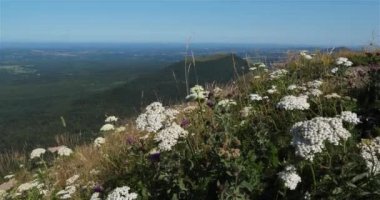 Chaine des Puys, Massif Central, Puy de Dome, Fransa. Chaine des Puys, UNESCO 'nun Dünya Mirası Bölgesi. Arka planda Puy Pariou volkanı var. Ön planda biraz yaban havucu çiçekleri var..