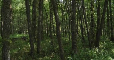 Orman Chambon Gölü, Murol, Puy de Dme, Auvergne, Fransa