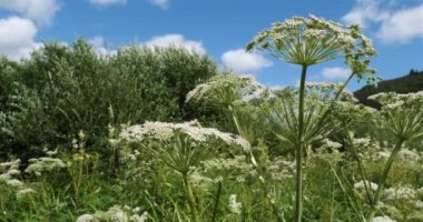  Yabani havuç, daucus carota, Lac Chambon, Puy de Dome, Auvergne, Fransa. Chambon gölünün etrafındaki yabani bitkiler.