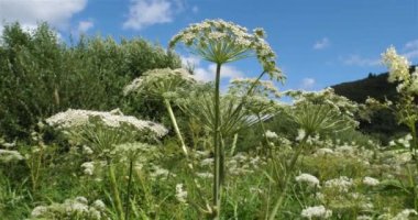  Yabani havuç, daucus carota, Lac Chambon, Puy de Dome, Auvergne, Fransa. Chambon gölünün etrafındaki yabani bitkiler.