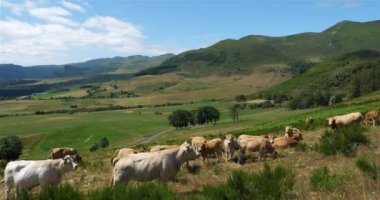 Col de la Croix-Morand, Massif Central, Puy de Dome, Auvergne, Fransa. Col de la Morand 'da otlayan sığırlar. Ayrıca Col de Dyane olarak da bilinir..