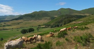 Col de la Croix-Morand, Massif Central, Puy de Dome, Auvergne, Fransa. Col de la Morand 'da otlayan sığırlar. Ayrıca Col de Dyane olarak da bilinir..