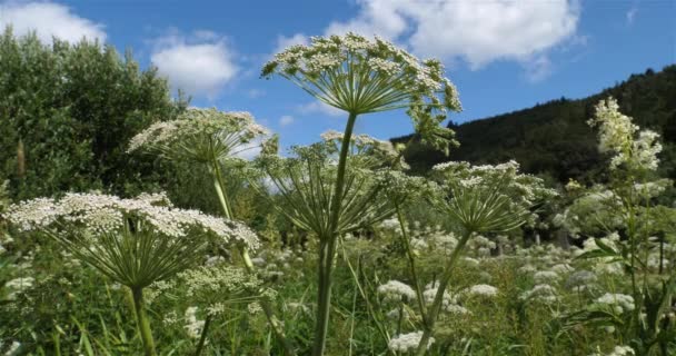 Wilde Karotten Daucus Carota Lac Chambon Puy Dome Auvergne Frankreich — Stockvideo