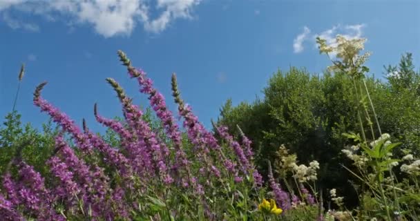 Lythrum Salicaria Lac Chambon Puy Dome Auvergne Francja Dzikie Rośliny — Wideo stockowe