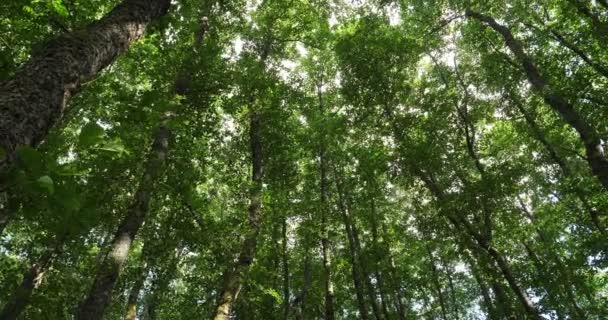 Erdő Zárva Chambon Murol Puy Dome Auvergne Franciaország — Stock videók