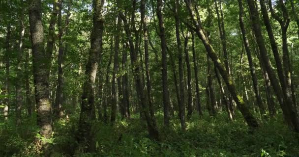Bosque Cerrado Lago Chambon Murol Puy Dome Auvernia Francia — Vídeos de Stock