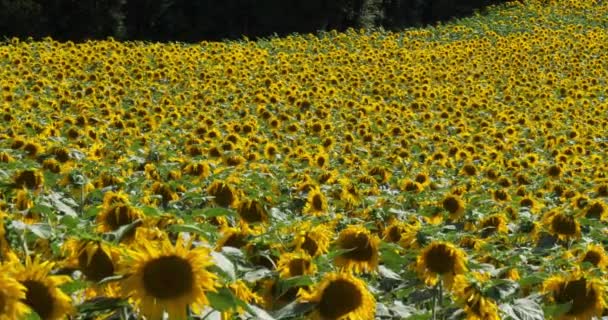 Campo Girassóis Auvergne Puy Dome França — Vídeo de Stock