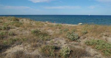 Canet en Roussillon ve Saint Cyprien arasındaki kumsal, Pyrenees Orientales bölümü, Occitanie, Fransa. Ön planda, Echinophora spinosa olarak da bilinen yabani yaban havucu bulunur..