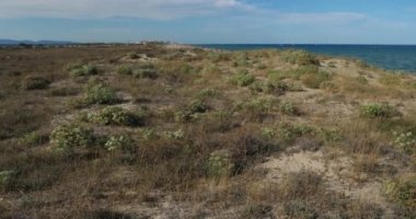 Canet en Roussillon ve Saint Cyprien arasındaki kumsal, Pyrenees Orientales bölümü, Occitanie, Fransa. Ön planda, Echinophora spinosa olarak da bilinen yabani yaban havucu bulunur..