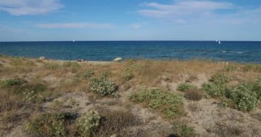 Canet en Roussillon ve Saint Cyprien arasındaki kumsal, Pyrenees Orientales bölümü, Occitanie, Fransa. Ön planda, Echinophora spinosa olarak da bilinen yabani yaban havucu bulunur..