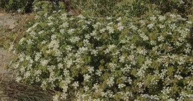 Canet en Roussillon ve Saint Cyprien arasındaki kumsal, Pyrenees Orientales bölümü, Occitanie, Fransa. Ön planda, Echinophora spinosa olarak da bilinen yabani yaban havucu bulunur..