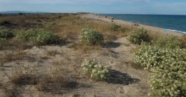 Canet en Roussillon ve Saint Cyprien arasındaki kumsal, Pyrenees Orientales bölümü, Occitanie, Fransa. Ön planda, Echinophora spinosa olarak da bilinen yabani yaban havucu bulunur..