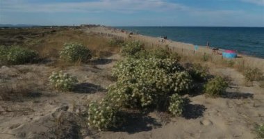 Canet en Roussillon ve Saint Cyprien arasındaki kumsal, Pyrenees Orientales bölümü, Occitanie, Fransa. Ön planda, Echinophora spinosa olarak da bilinen yabani yaban havucu bulunur..