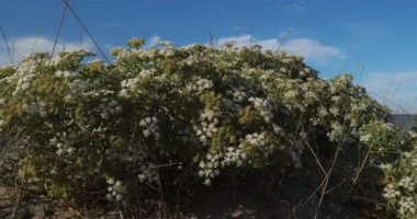 Canet en Roussillon ve Saint Cyprien arasındaki kumsal, Pyrenees Orientales bölümü, Occitanie, Fransa. Ön planda, Echinophora spinosa olarak da bilinen yabani yaban havucu bulunur..