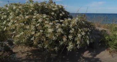 Canet en Roussillon ve Saint Cyprien arasındaki plaj, Pyrenees Orientales bölümü, Occitanie, Fransa. Ön planda, Echinophora spinosa olarak da bilinen yabani yaban havucu bulunur..
