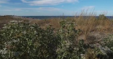 Canet en Roussillon ve Saint Cyprien arasındaki kumsal, Pyrenees Orientales bölümü, Occitanie, Fransa. Ön planda, Echinophora spinosa olarak da bilinen yabani yaban havucu bulunur..